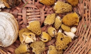 Грибы лежат в корзине