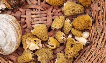 Грибы лежат в корзине