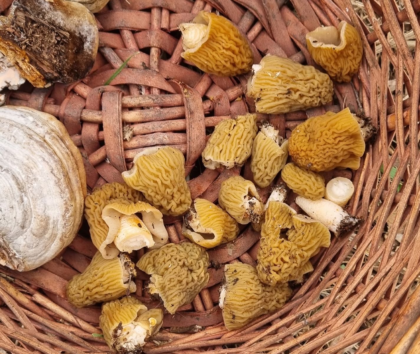Грибы лежат в корзине