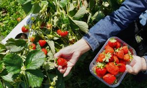 Урожай клубники