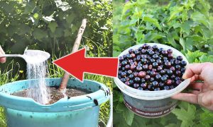 подкормка смородины