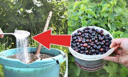 подкормка смородины