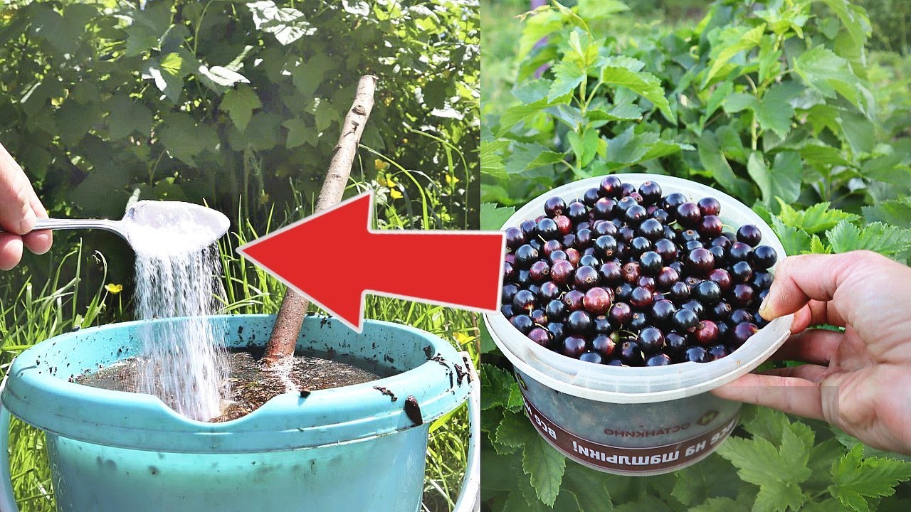 подкормка смородины