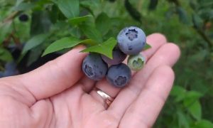 ягоды голубики