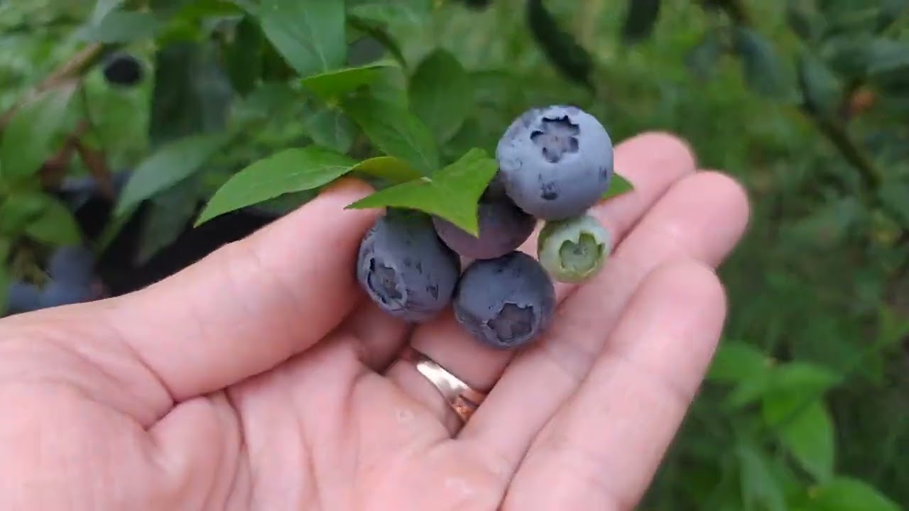 ягоды голубики