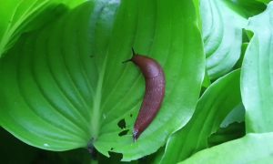 слизняк на листе