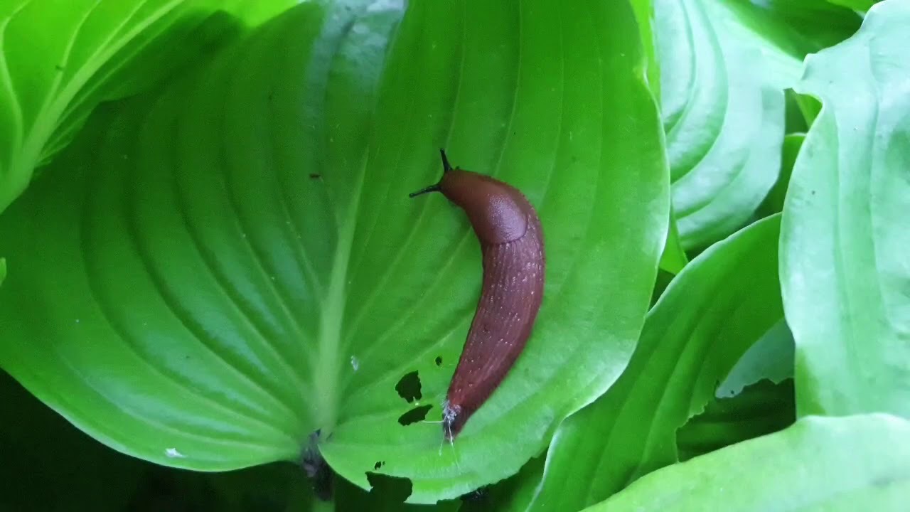 слизняк на листе