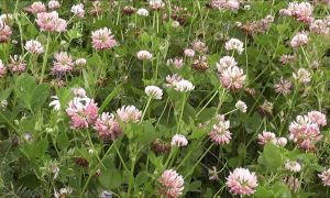 клевер в траве