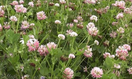 клевер в траве