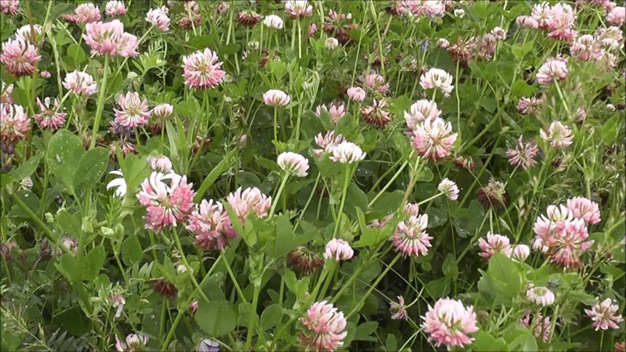 клевер в траве