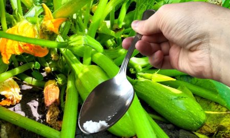 подкормка для кабачков