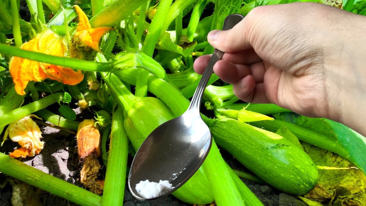 подкормка для кабачков