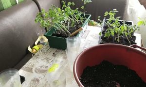 пикировка томатов