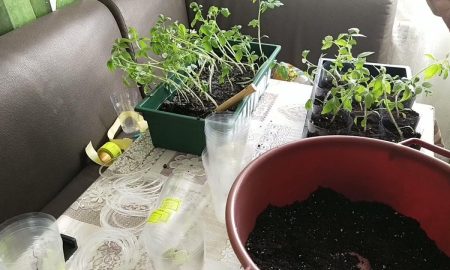 пикировка томатов