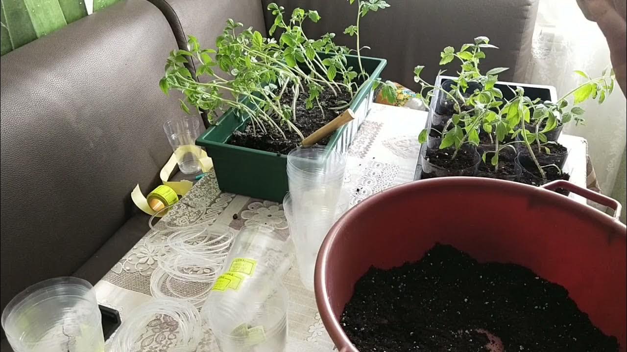 пикировка томатов