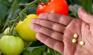 фурацилин для обработки теплицы