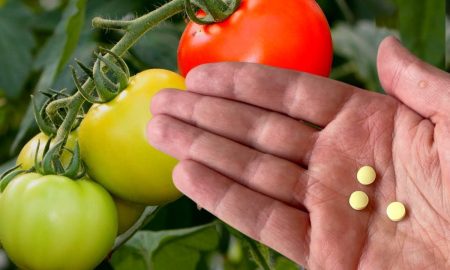 фурацилин для обработки теплицы