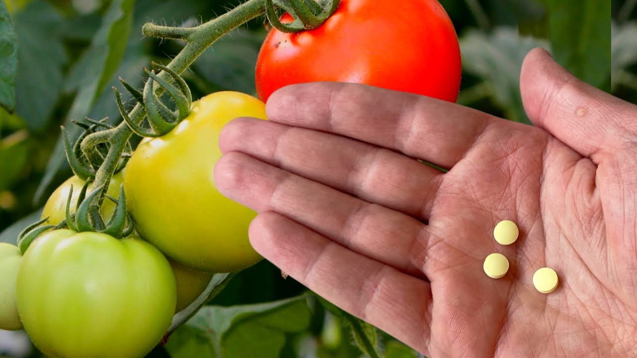 фурацилин для обработки теплицы