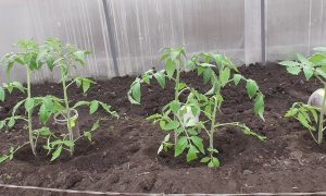 томаты в теплице
