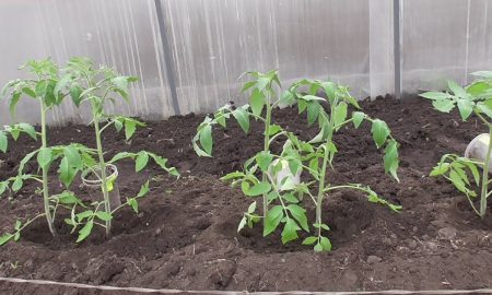 томаты в теплице