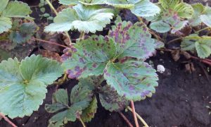 бурая пятнистость на клубнике