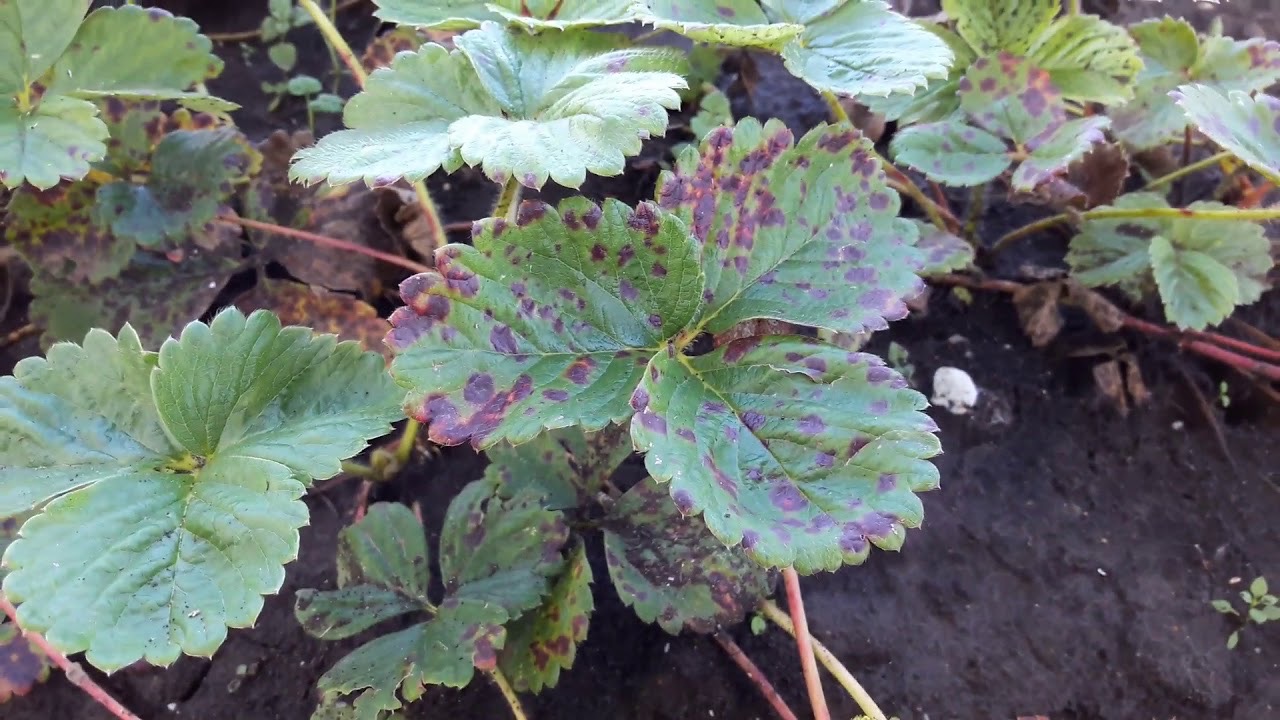 бурая пятнистость на клубнике