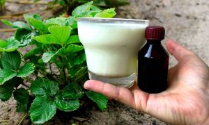 подкормка из молока и йода