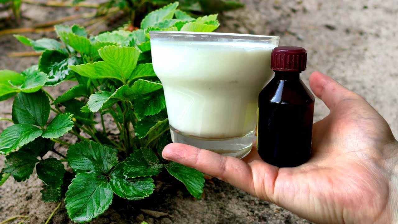 подкормка из молока и йода