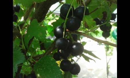 куст смородины