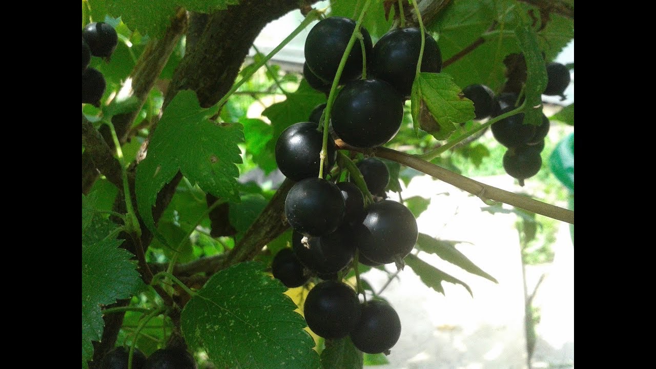 куст смородины