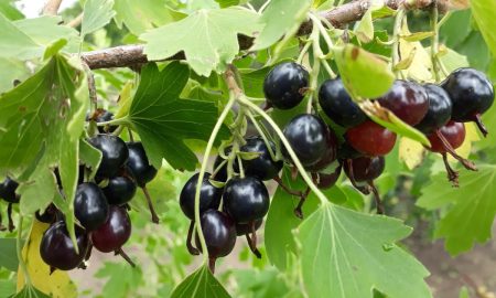 смородина зреет