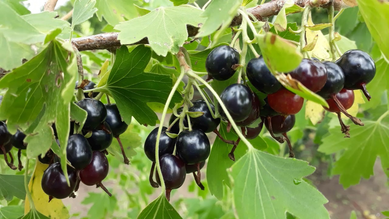 смородина зреет