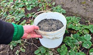 подкормка клубники