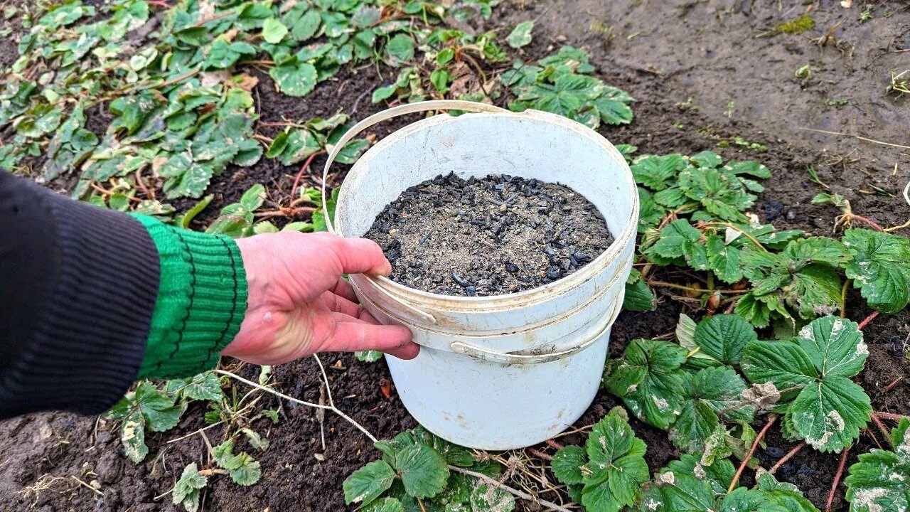 подкормка клубники