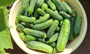 огурцы в тазу