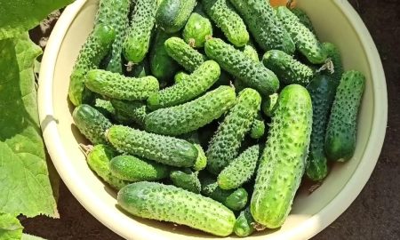 огурцы в тазу