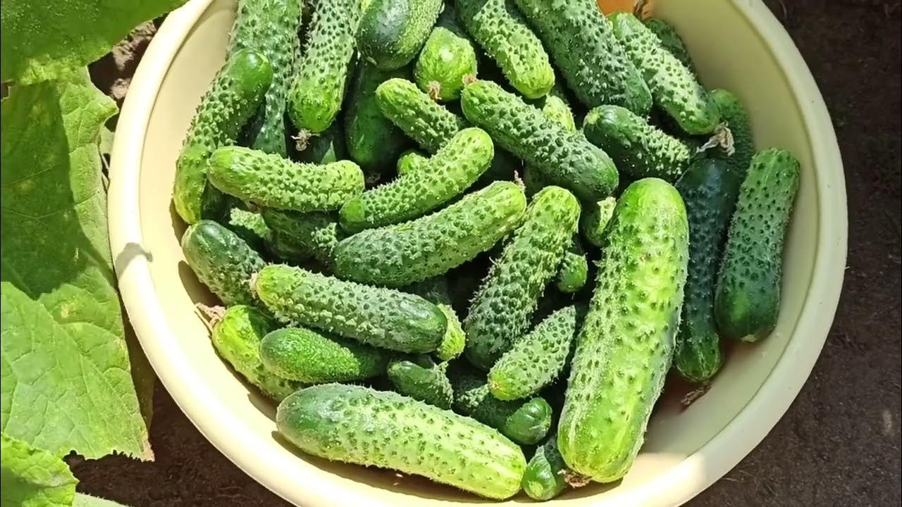 огурцы в тазу