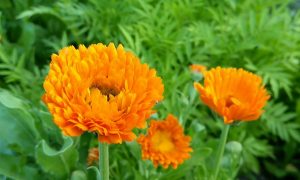 календула растёт