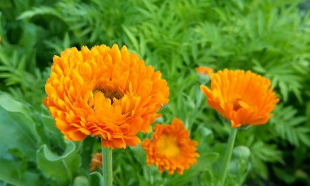 календула растёт