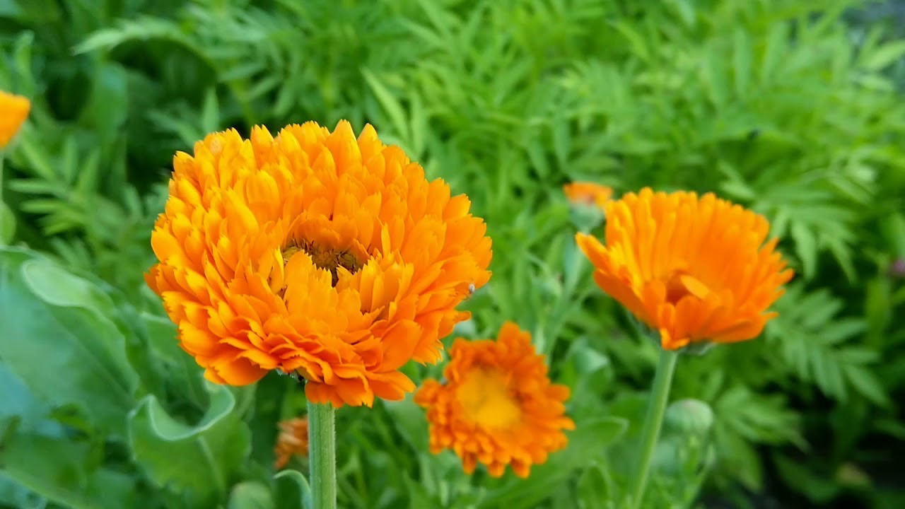 календула растёт