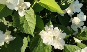 растение чубушник