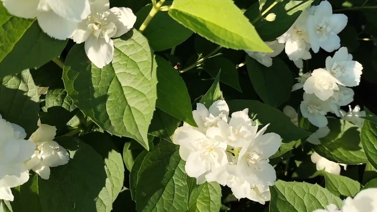 растение чубушник