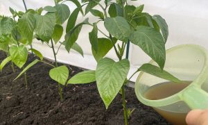 подкормка для перцев