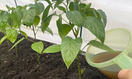 подкормка для перцев