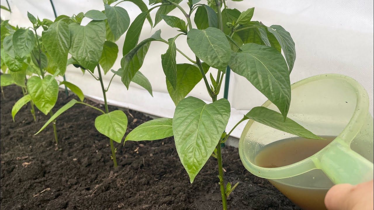 подкормка для перцев