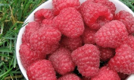 малина в огороде