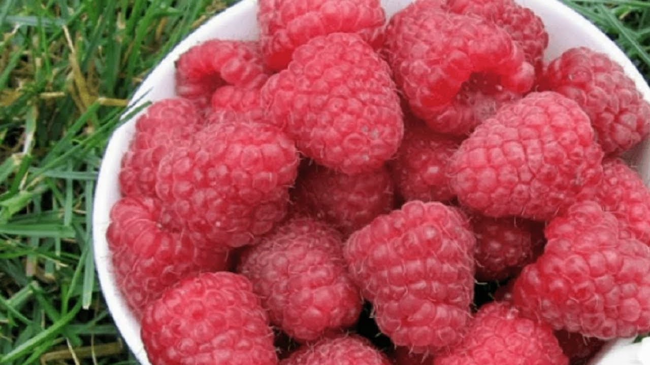 малина в огороде