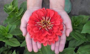 цветок циннии