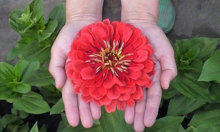 цветок циннии