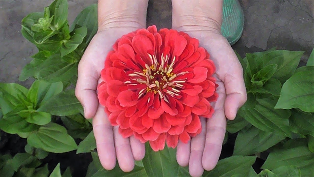 цветок циннии